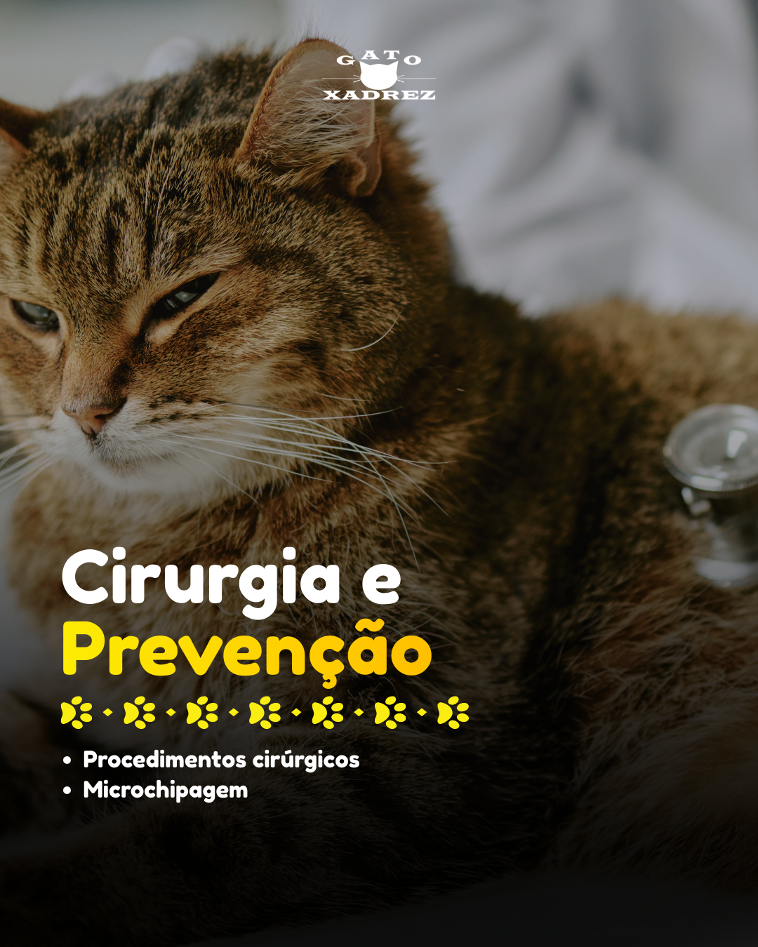 [Gato Xadrez] Artes para SIte (2)